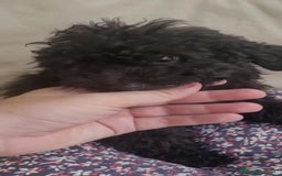 Caniche Toy perros en venta: CANICHES MACHOS CALIDAD Y SELECCIÓN  - Imagen 7