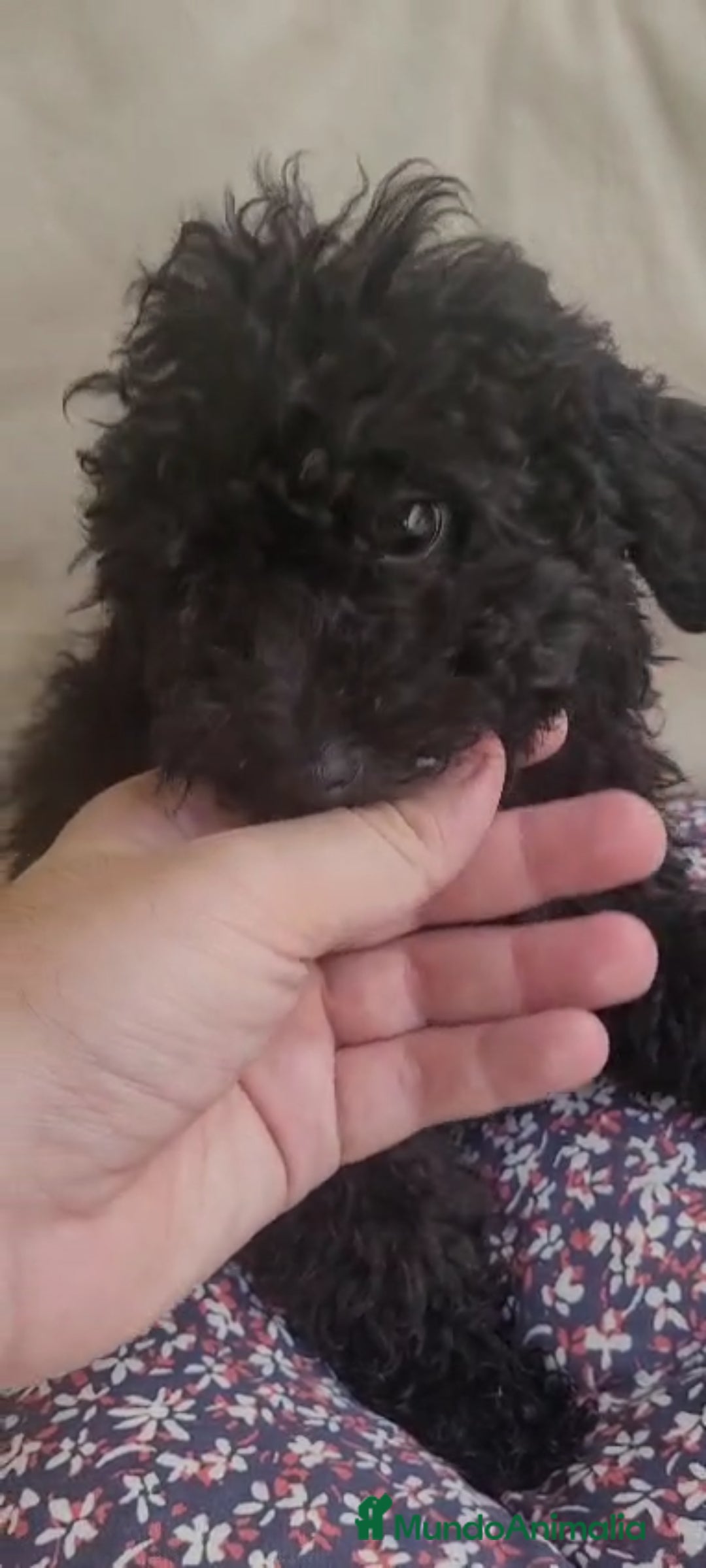 Caniche Toy perros en venta: CANICHES MACHOS CALIDAD Y SELECCIÓN  - Imagen 7