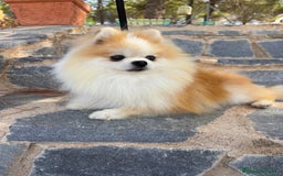 Pomerania perros en venta: Pomerania hembra toy lista para entregar!! - Imagen 4