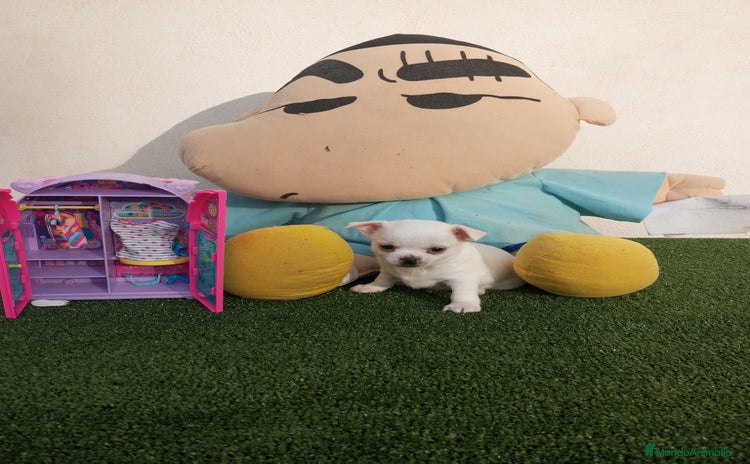 Chihuahua perros - Anuncio 2