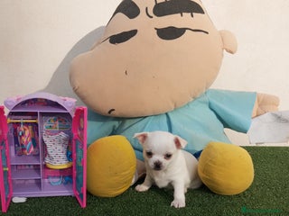 Chihuahua perros - Anuncio 4