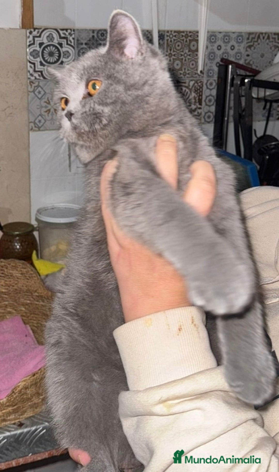 Británico de Pelo Corto gatos en venta: British macho - Anuncio 2