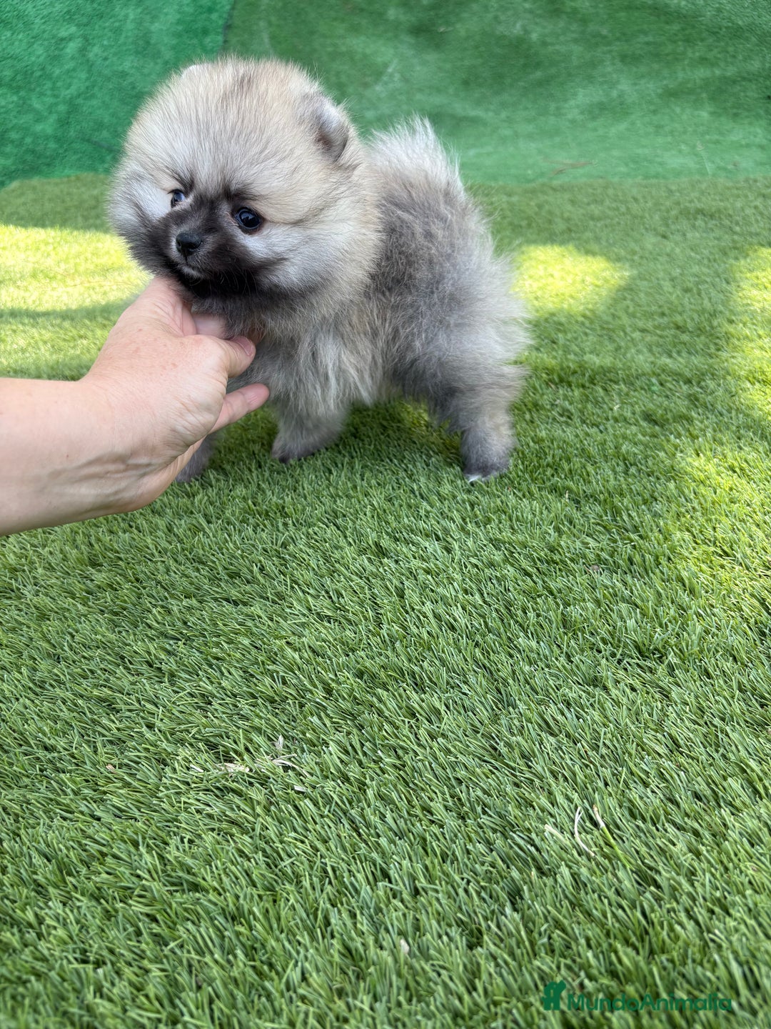 Pomerania perros en venta: Pomerania excelentes lineas  - Imagen 3