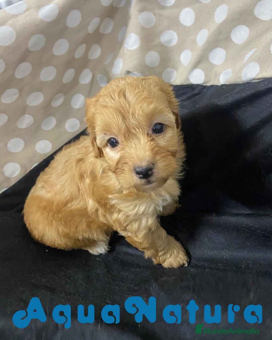 Havapoo perros Havapoo Hembra 2 de Locaty y Can AQUANATURA - Anuncio 2