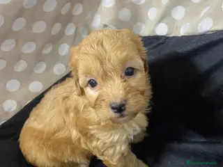 Havapoo perros Havapoo Hembra 2 de Locaty y Can AQUANATURA - Anuncio 2