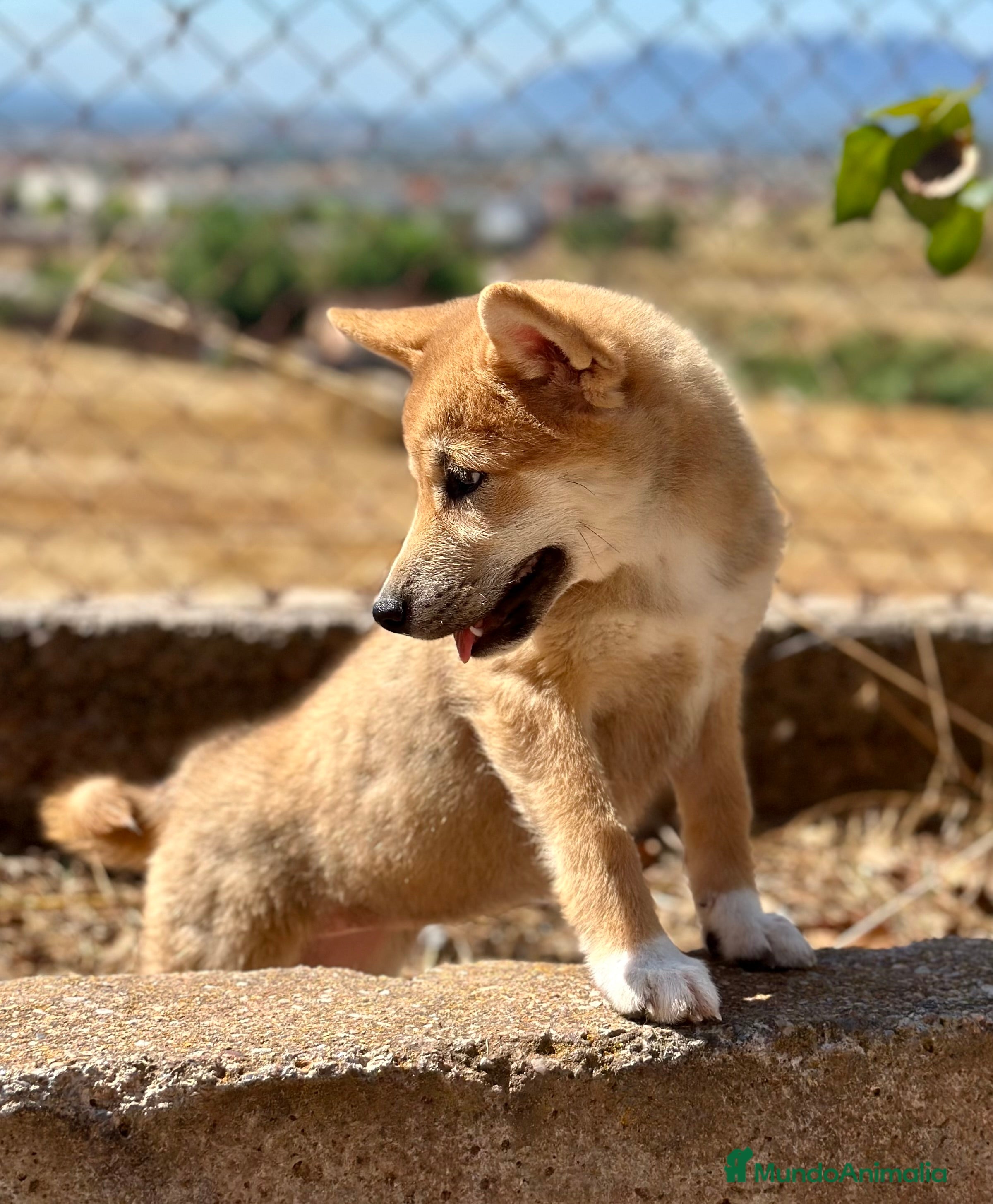 Shiba Inu perros SHIBA INU ROJAS DISPONIBLES - Anuncio 2