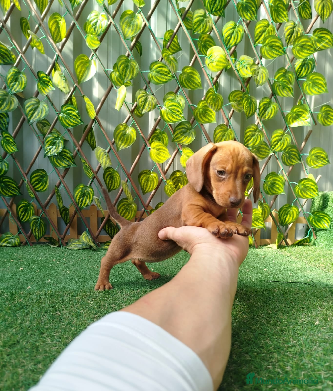 Teckel Miniatura perros Teckels kanichen  - Anuncio 2