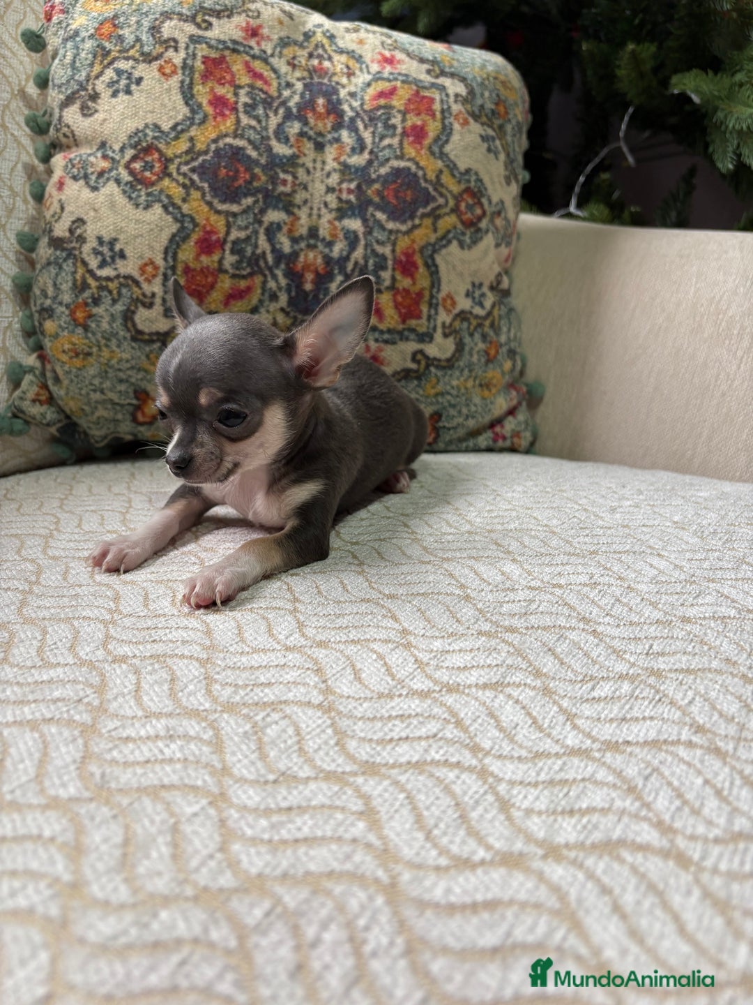 Chihuahua perros en venta: Chihuahua mini Toy hembra blue tri - Anuncio 6
