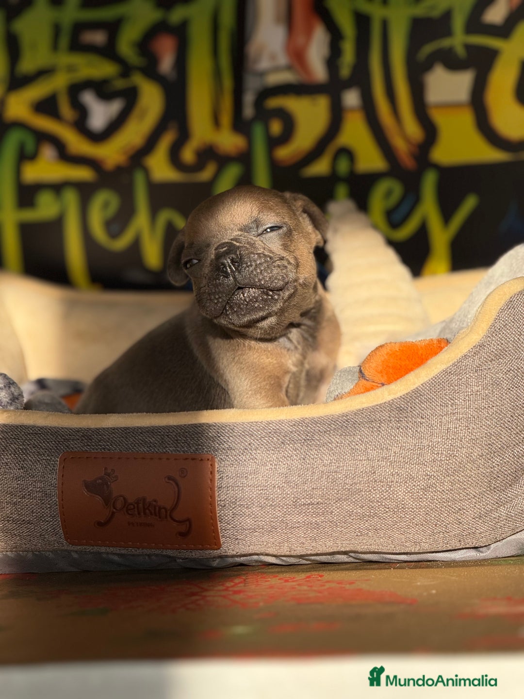 Bulldog Francés perros en venta: Blue Fawn  - Anuncio 6