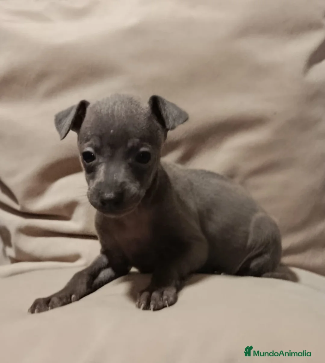 Pequeño Lebrel Italiano perros en venta: Lebrel - Anuncio 2