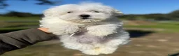 Bichón Maltés perros en venta: Bichon maltés  - Anuncio 1