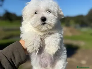 Bichón Maltés perros Bichon maltés - Anuncio 3