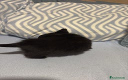 Chihuahua perros en venta: Chihuahua toy rusos pelo largo  - Anuncio 9