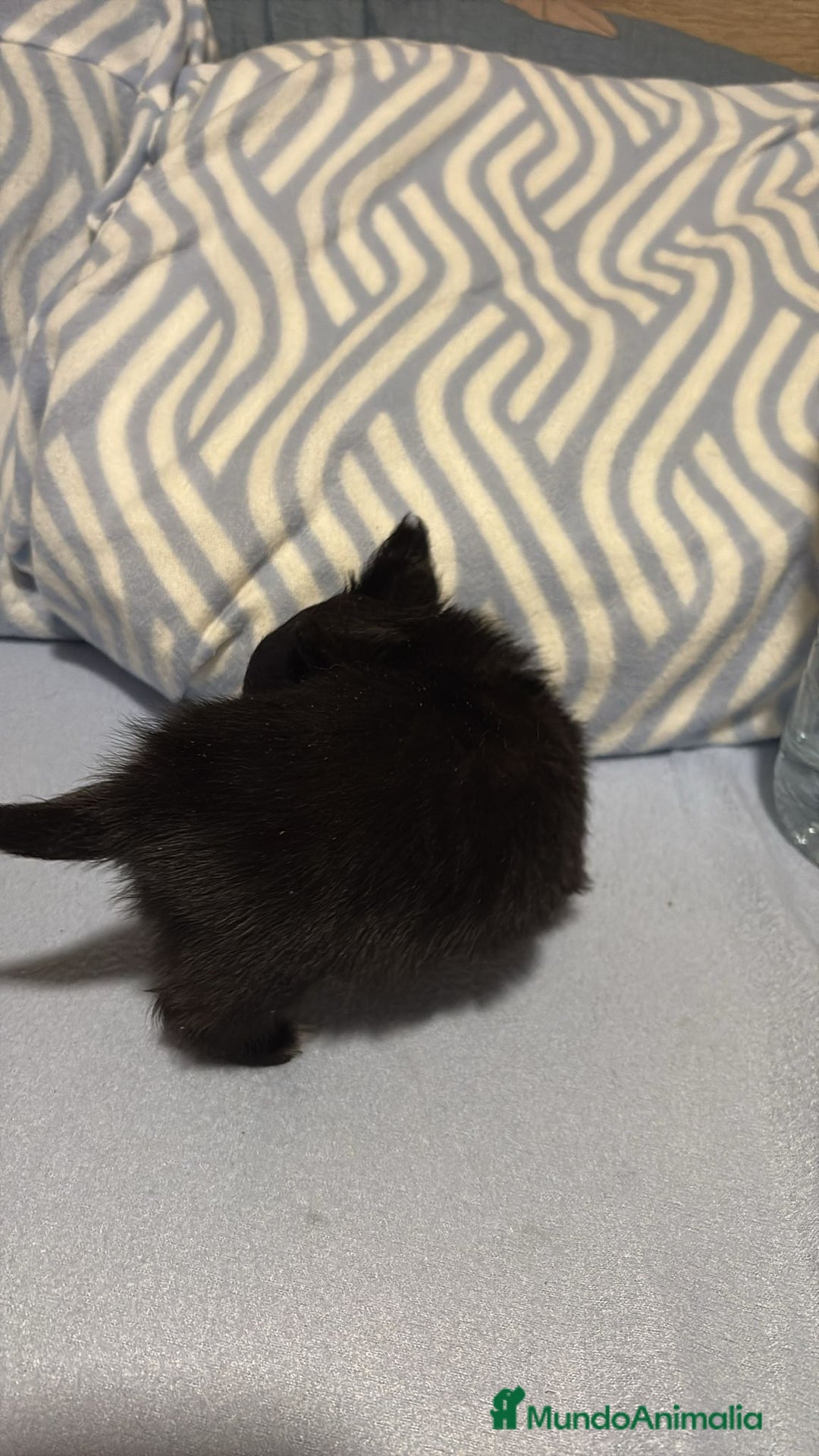 Chihuahua perros en venta: Chihuahua toy rusos pelo largo  - Anuncio 9