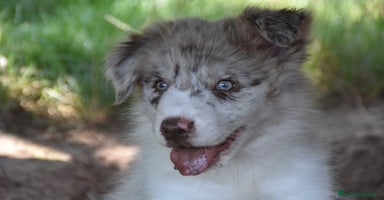 Border Collie perros - Anuncio 4