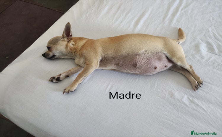 Chihuahua perros - Anuncio 5