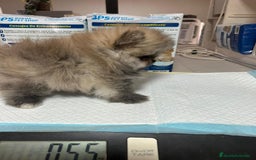 Pomerania perros en venta: Pomeranias exclusivos del Valle  - Imagen 1