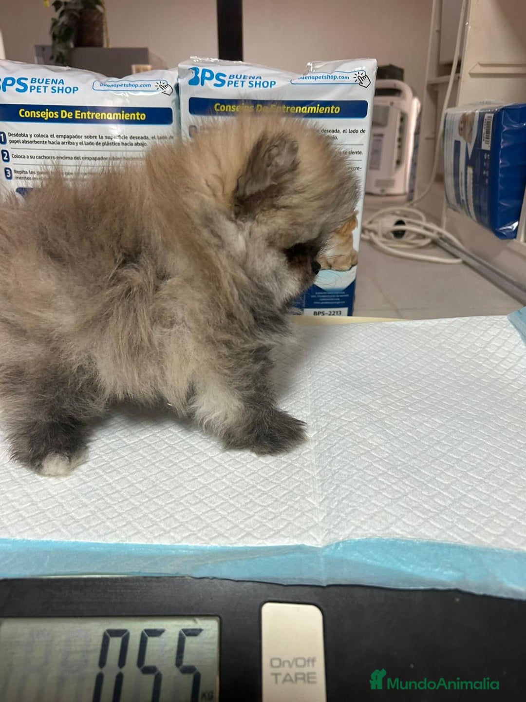 Pomerania perros en venta: Pomeranias exclusivos del Valle  - Imagen 1