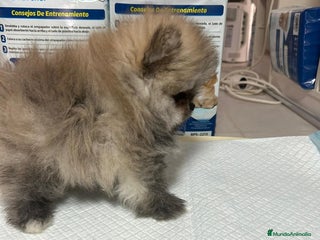 Pomerania perros - Anuncio 11