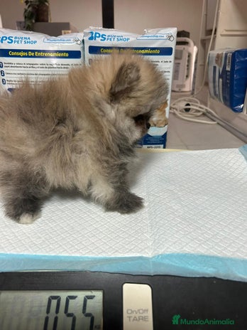 Pomerania perros - Anuncio 13