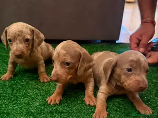 Teckel Miniatura perros Preciosos Teckel arlequín Isabella y chocolate - Anuncio 1