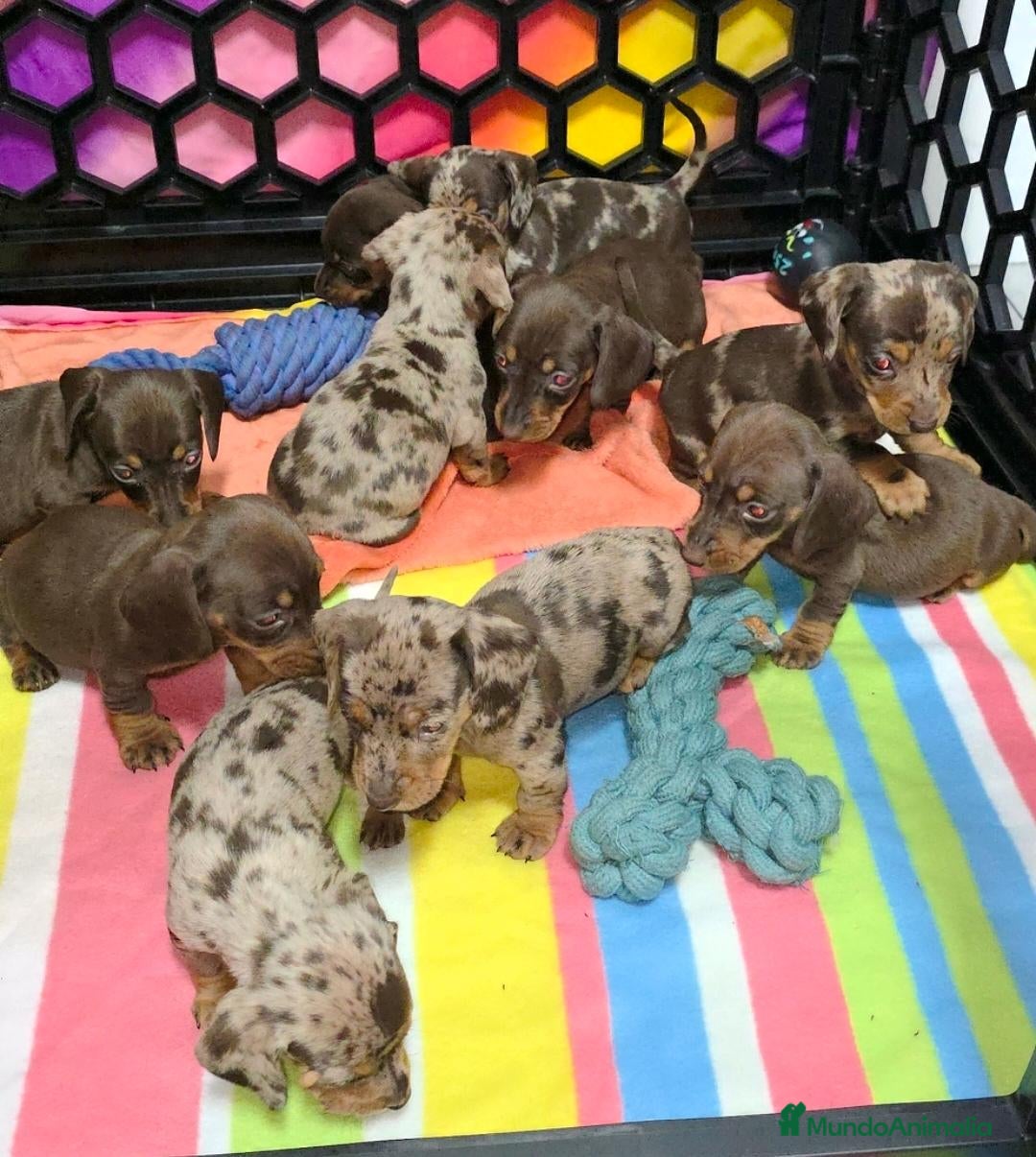 Teckel Miniatura perros en venta: Teckel kaninchen  - Anuncio 1