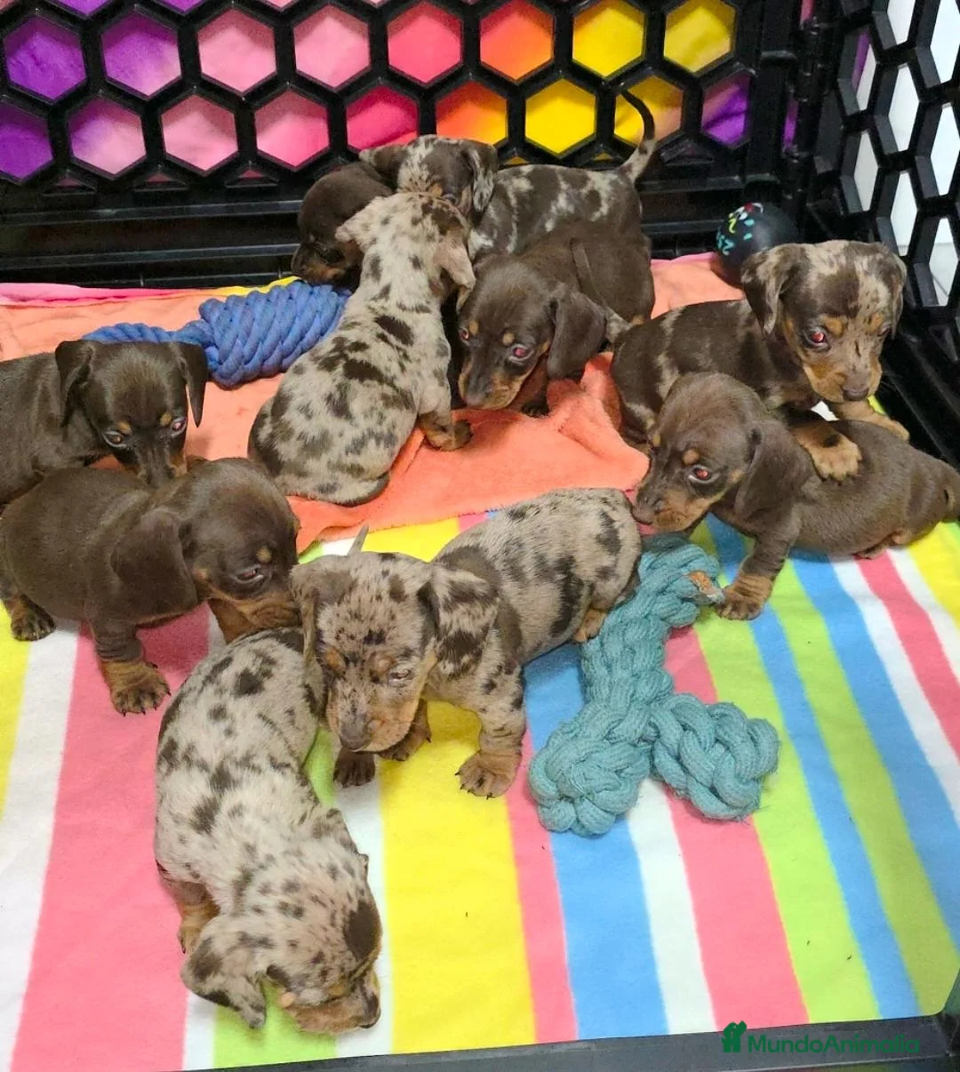 Teckel Miniatura perros en venta: Teckel kaninchen  - Anuncio 1