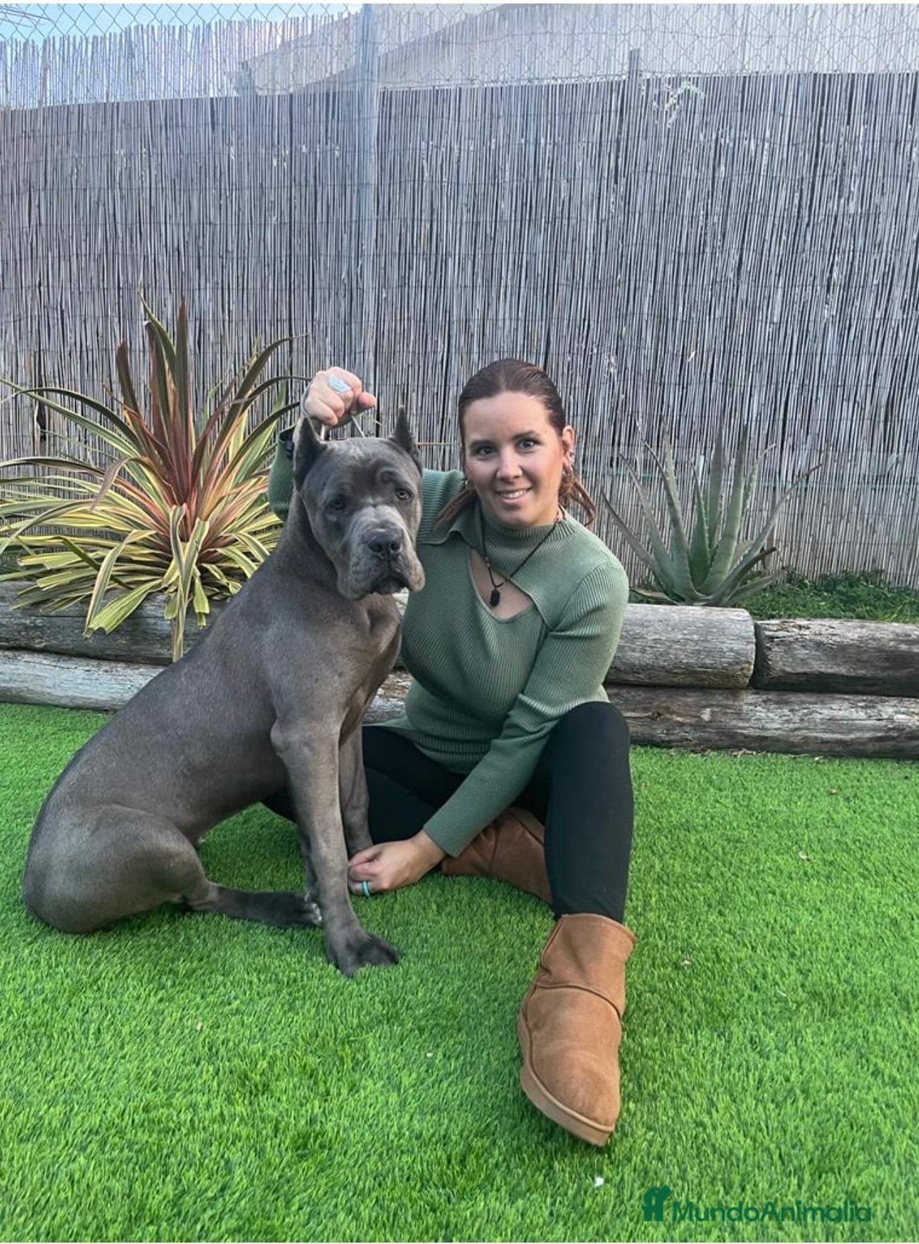 Cane Corso perros Cane corso profesionales Barcelona - Anuncio 1