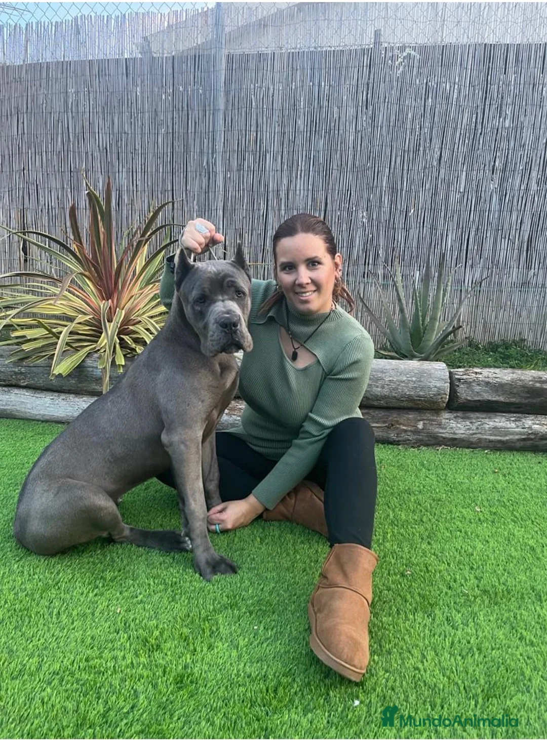 Cane Corso perros en venta: Cane corso profesionales Barcelona - Anuncio 1