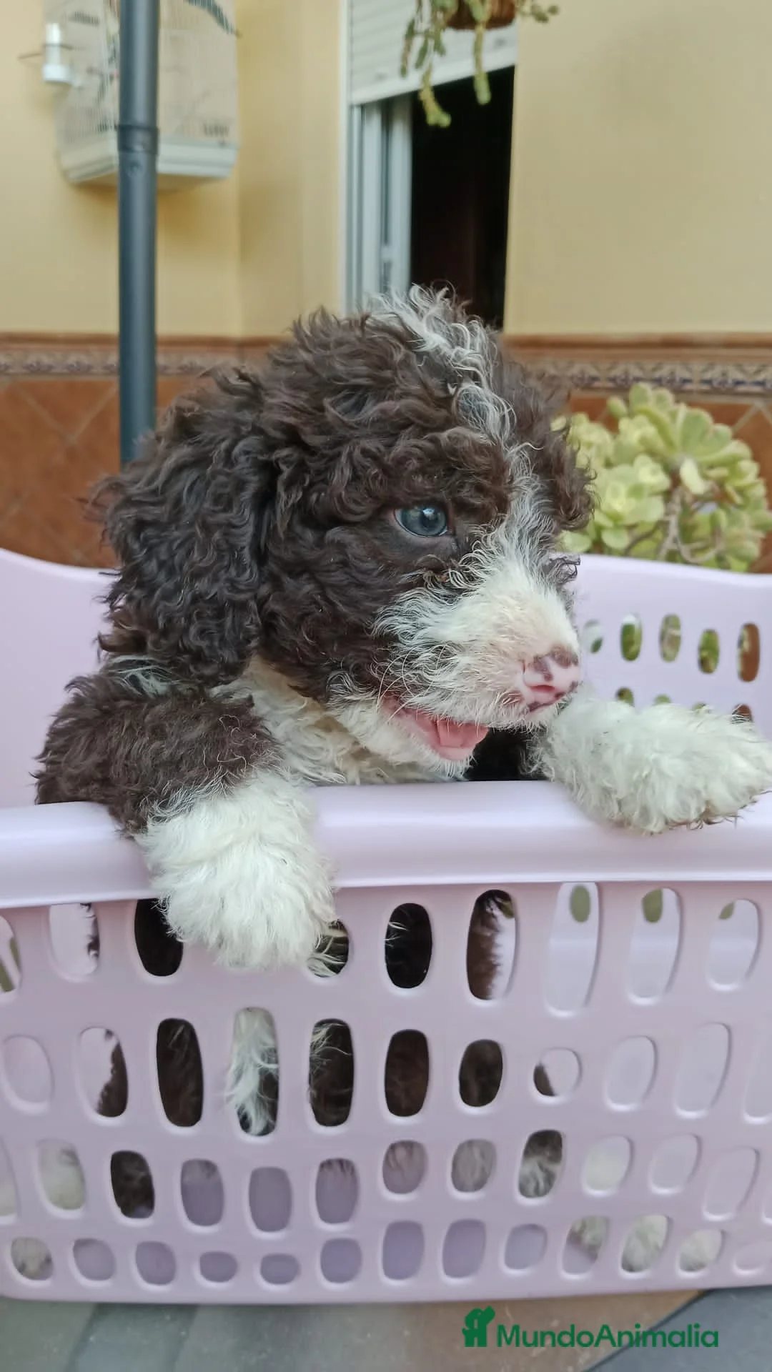 Perro de Agua Español perros en venta: Ultima Hembra BICOLOR  - Anuncio 2