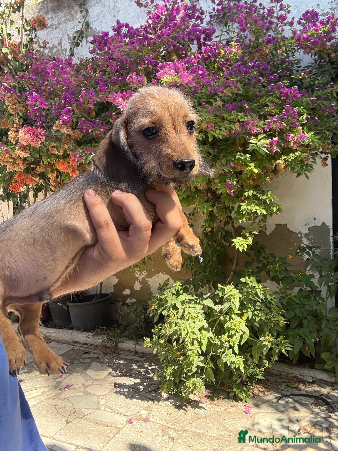 Teckel Miniatura perros en venta: Teckels pelo duro miniatura  - Imagen 3