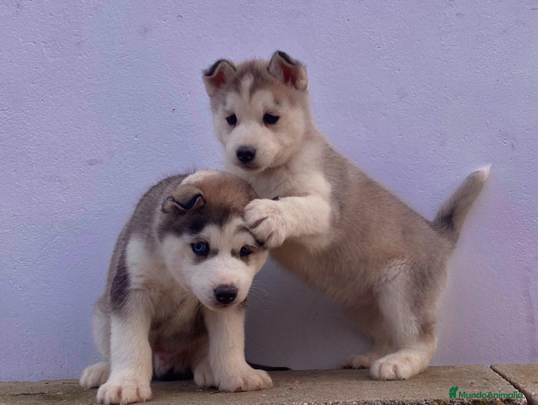 Husky Siberiano perros en venta: Husky Siberiano  - Anuncio 2