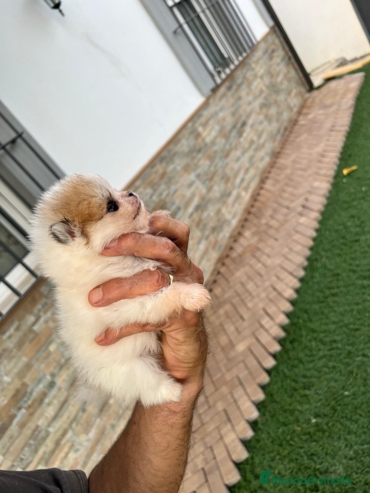 Pomerania perros Pomerania - Anuncio 2