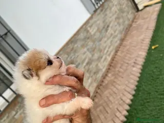 Pomerania perros Pomerania - Anuncio 2