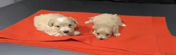 Maltipoo perros en venta: PRECIOSOS EJEMPLARES DE MALTIPOO(macho y hembra ) - Anuncio 3