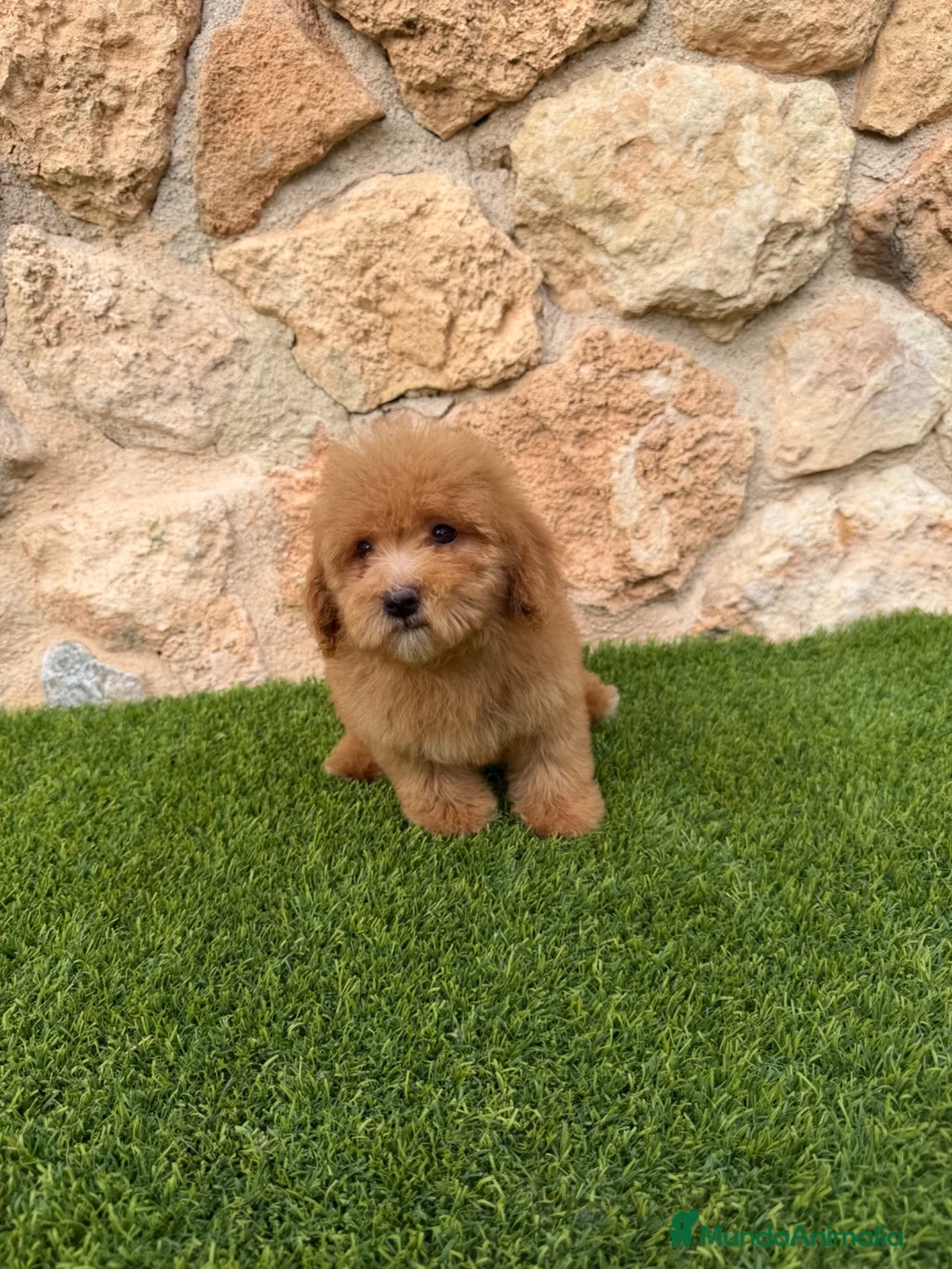 Caniche Toy perros en venta: Excelente caniche toy - Anuncio 4