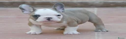 Bulldog Francés perros en venta: Cachorros de Bulldog Frances  - Anuncio 2