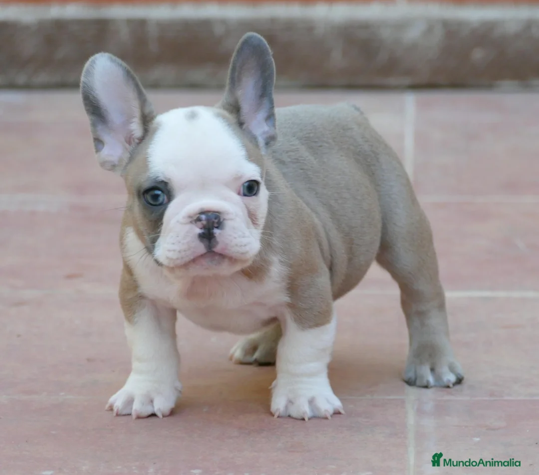Bulldog Francés perros en venta: Cachorros de Bulldog Frances  - Anuncio 2