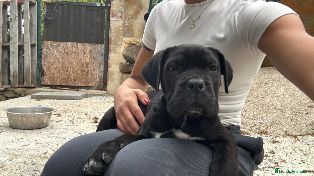 Cane Corso perros en venta: Cane corso - Anuncio 1