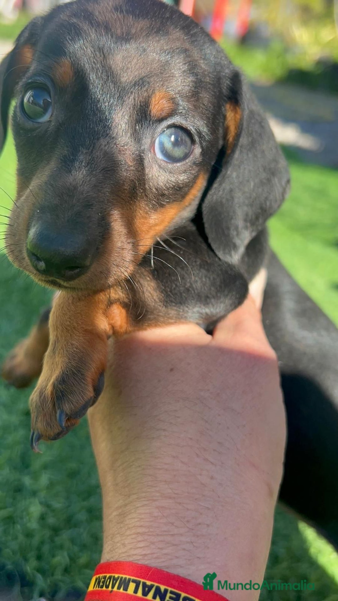 Teckel perros en venta: Teckel  - Anuncio 5