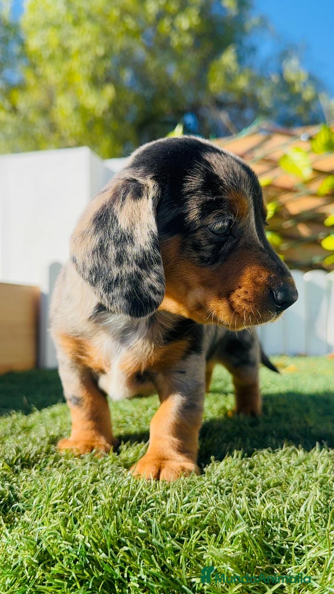 Teckel Miniatura perros en venta: TECKEL MINIATURA HEMBRA  - Anuncio 27