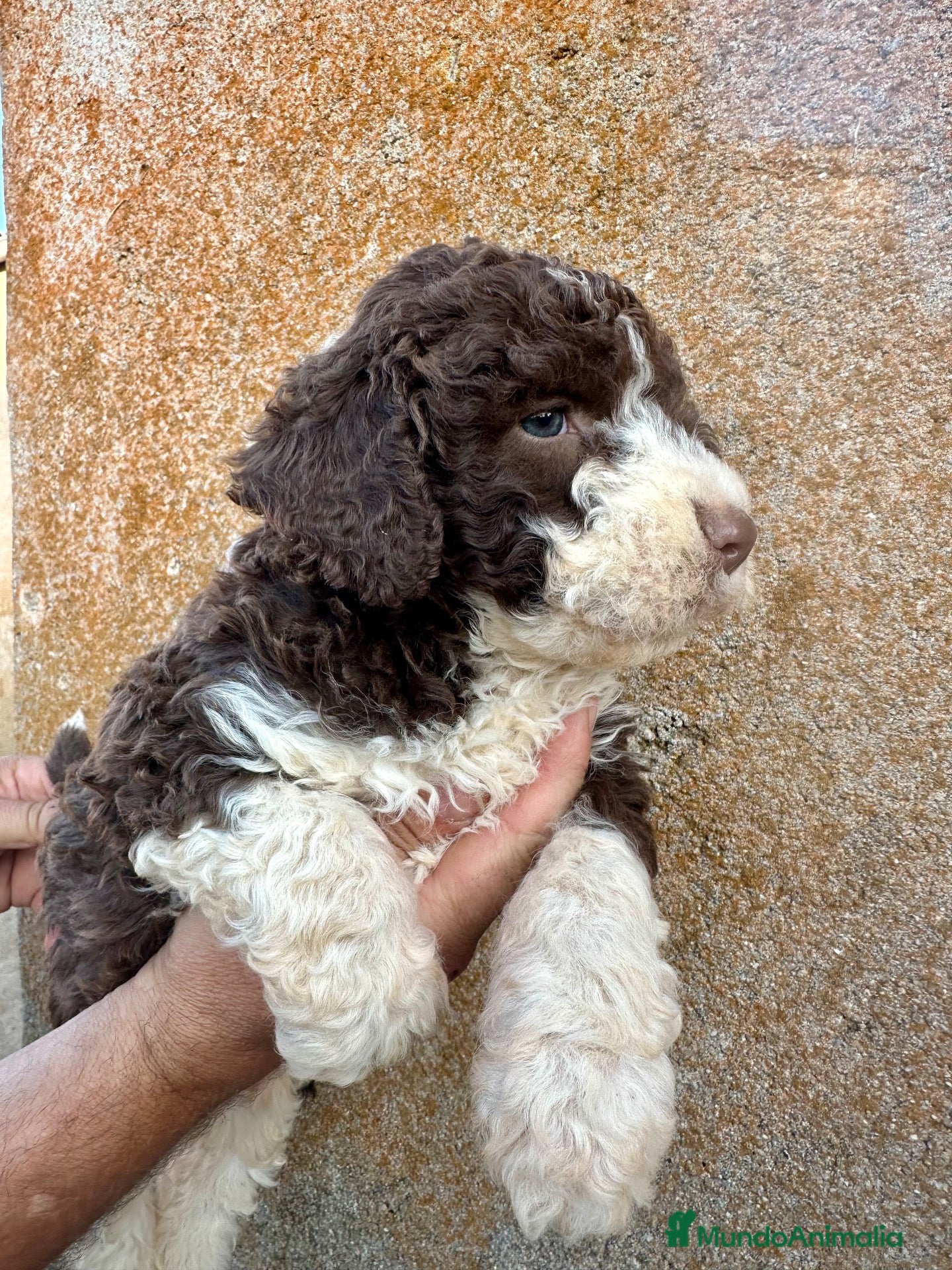 Perro de Agua Español perros Perro Aguas - Anuncio 1