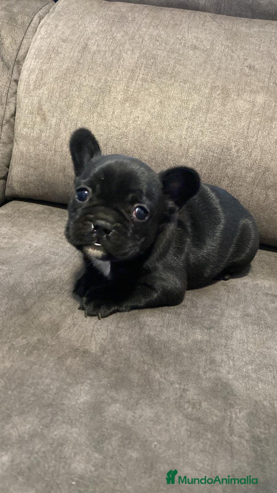 Bulldog Francés perros en venta: Bulldog francés  - Imagen 10