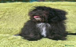 Maltipoo perros en venta: Maltipoo toy macho  - Imagen 3