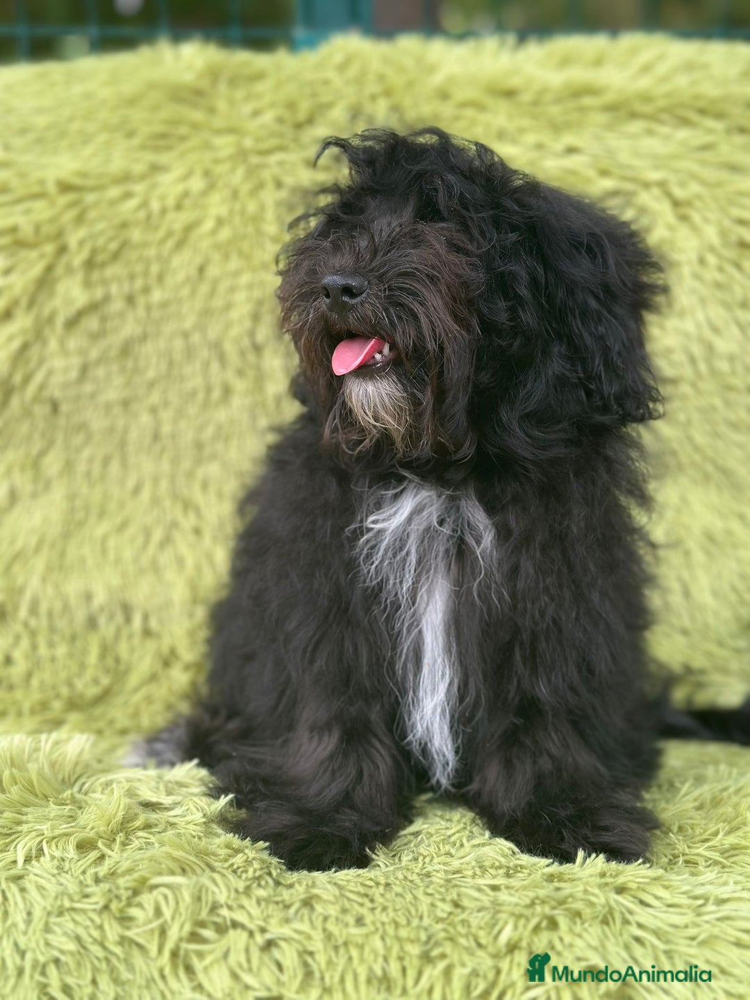 Maltipoo perros en venta: Maltipoo toy macho  - Imagen 3