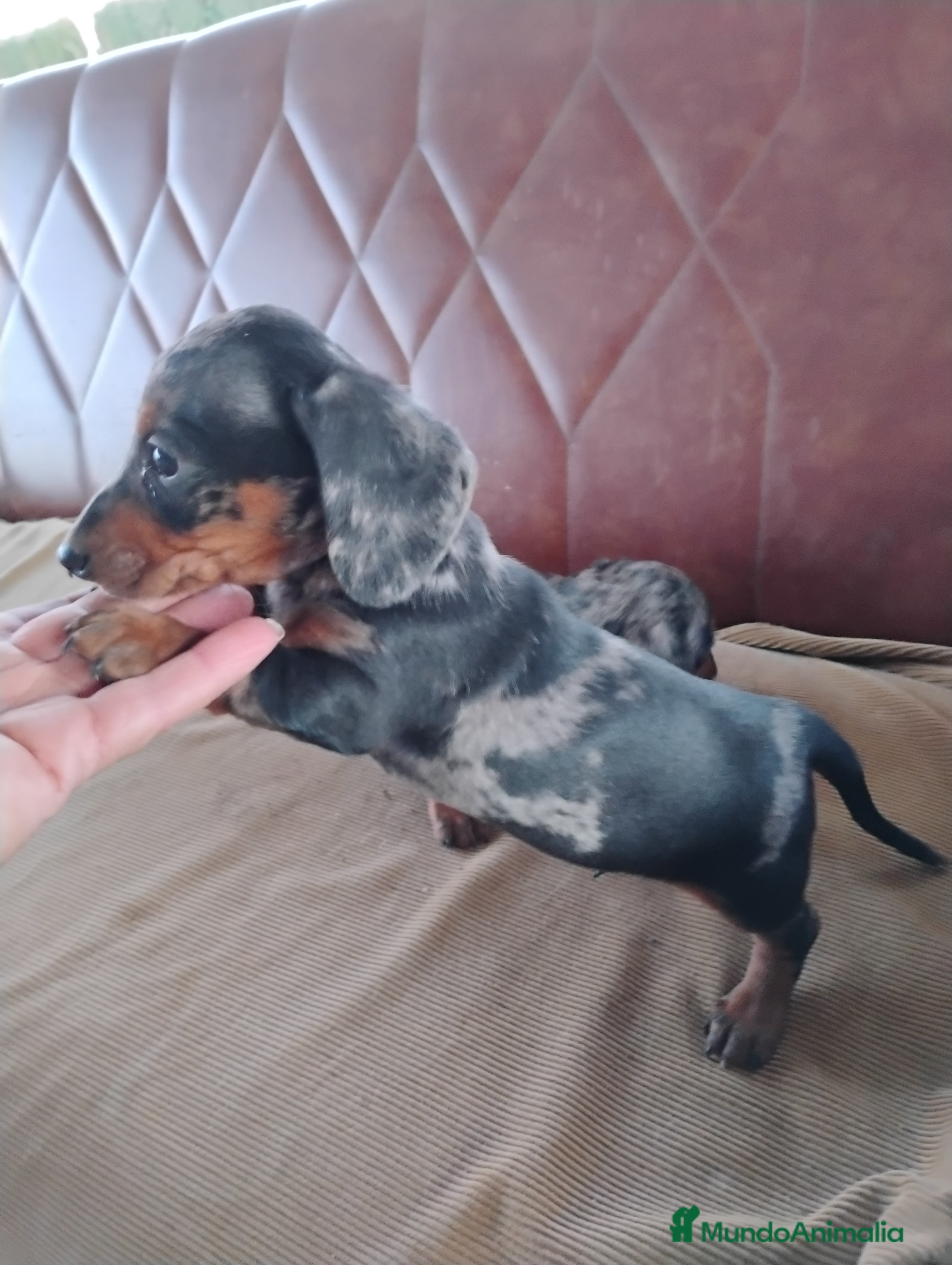 Teckel Miniatura perros Cachorro macho teckel arlequín plata  - Anuncio 1