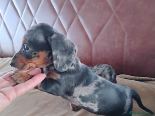 Teckel Miniatura perros Cachorro macho teckel arlequín plata - Anuncio 1