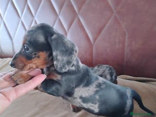 Teckel Miniatura perros Cachorro macho teckel arlequín plata - Anuncio 30