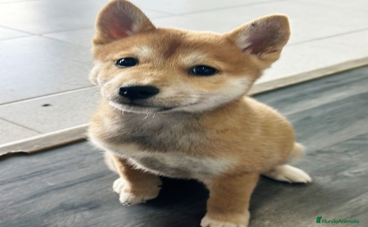 Shiba Inu perros - Anuncio 7