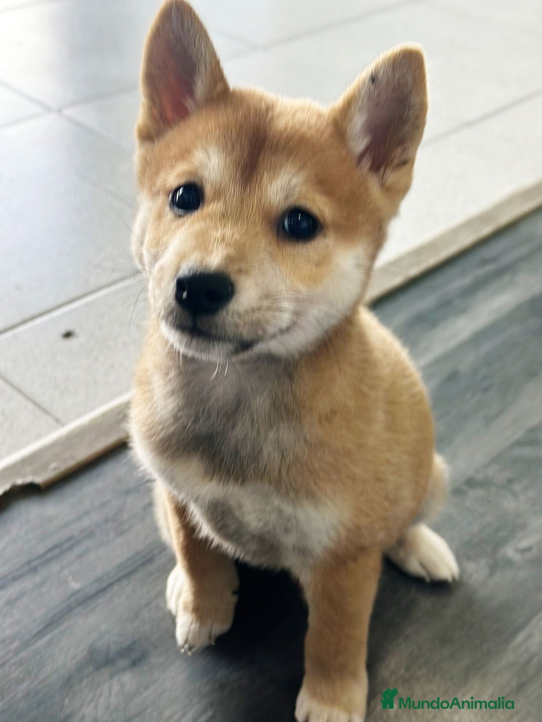 Shiba Inu perros en venta: SHIBA INU - Imagen 1